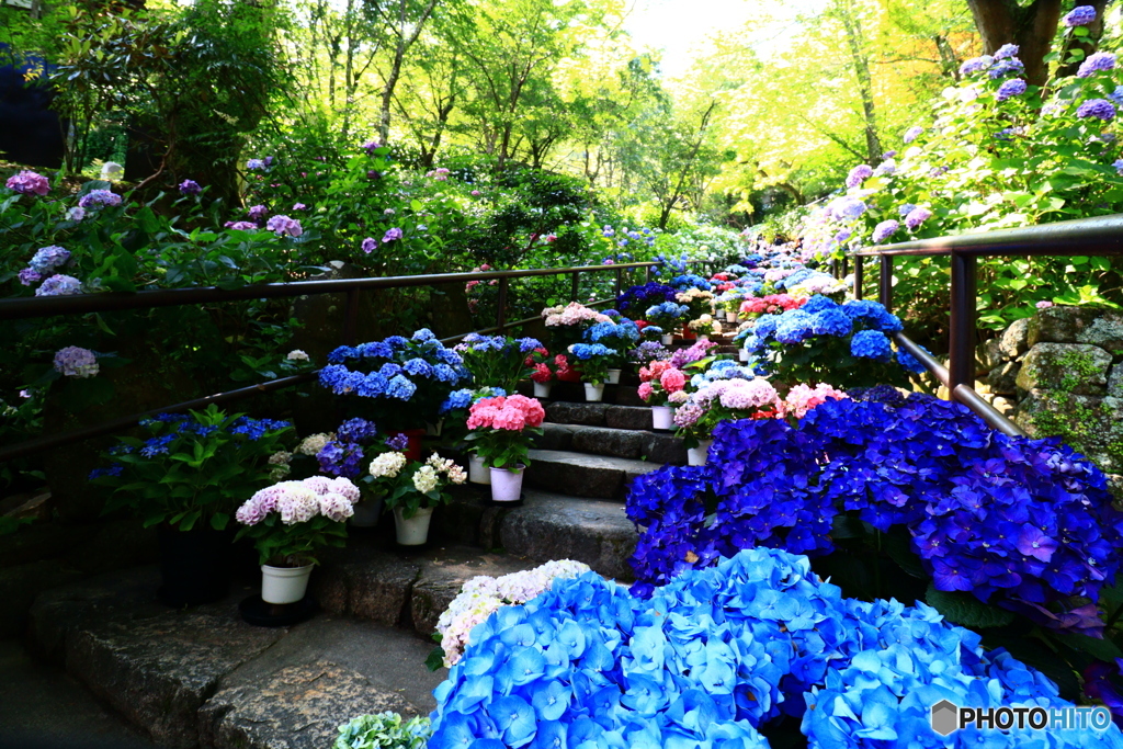 紫陽花坂ー２