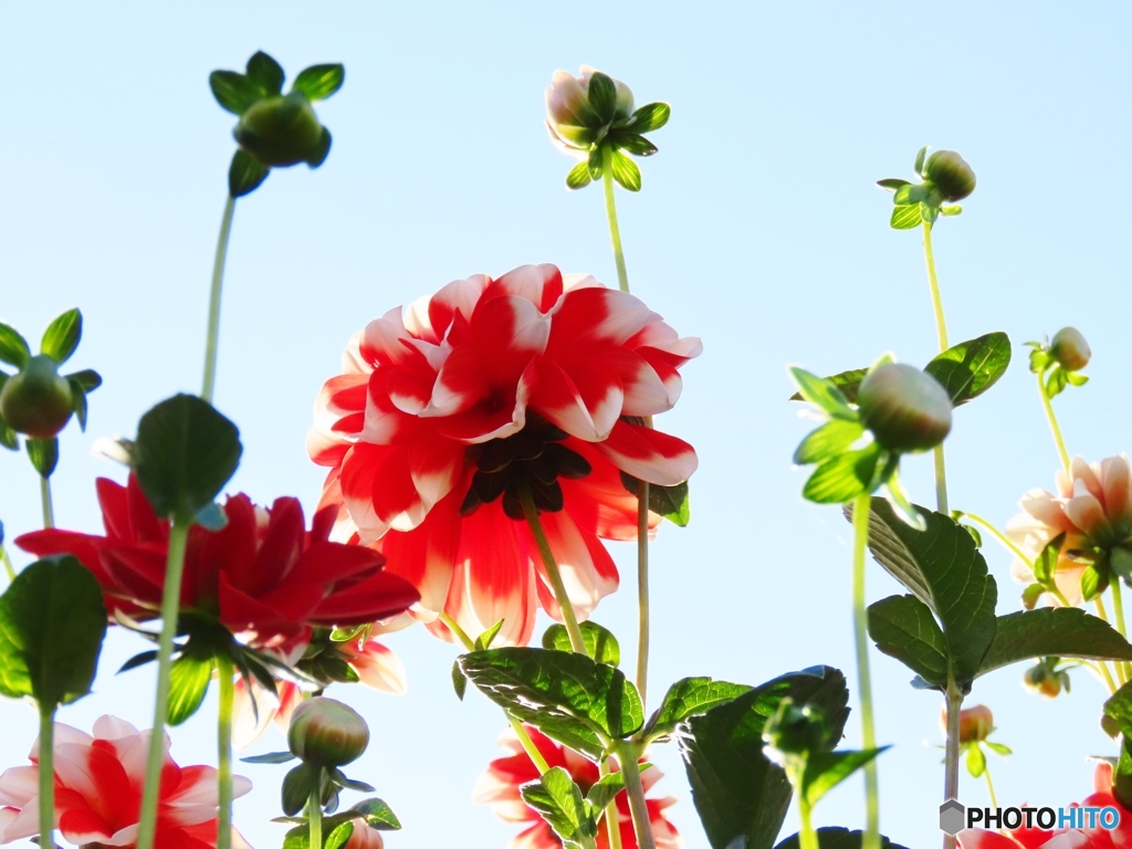 この花もダリアですー２