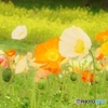 甘樫丘のポピー　２