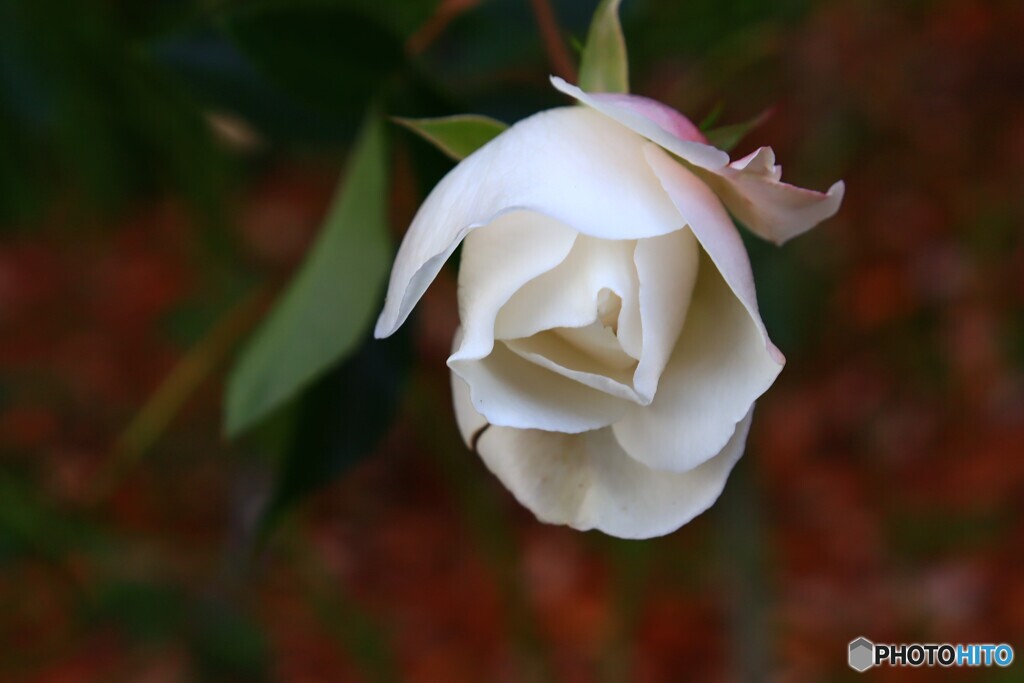 冬の薔薇ー１