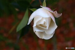 冬の薔薇ー１