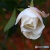 冬の薔薇ー１