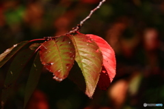 紅葉の季節のはじまりー２