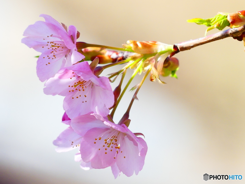 河津桜ー４
