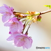 河津桜ー４