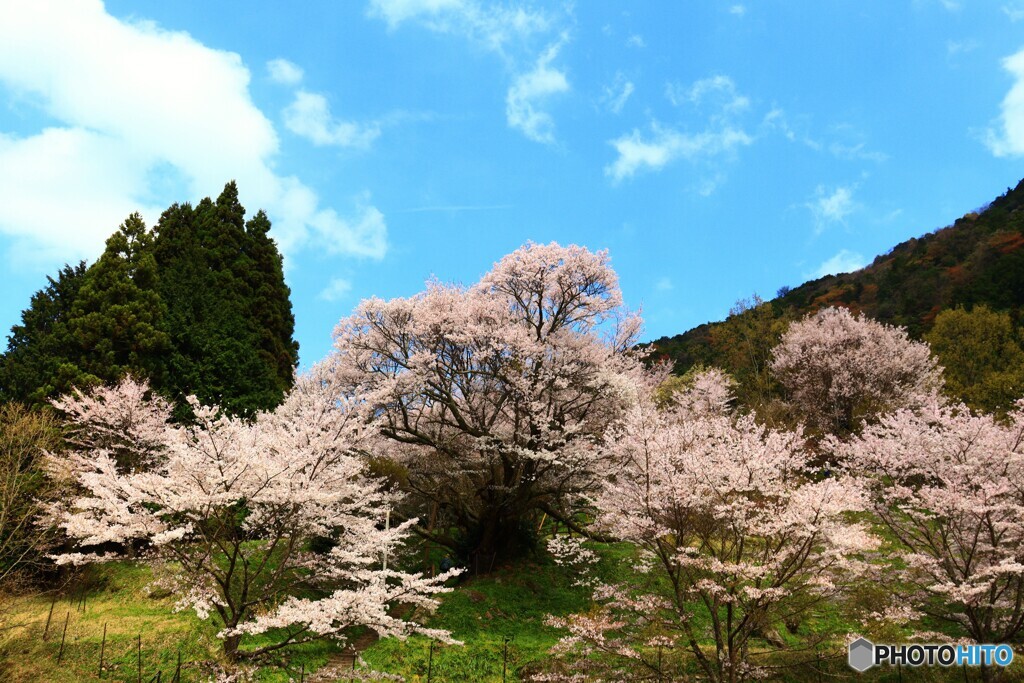 山寺の春