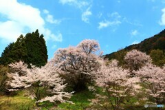 山寺の春