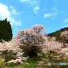 山寺の春