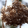 紫陽花の枯れ花