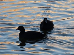 水鳥と波紋－１