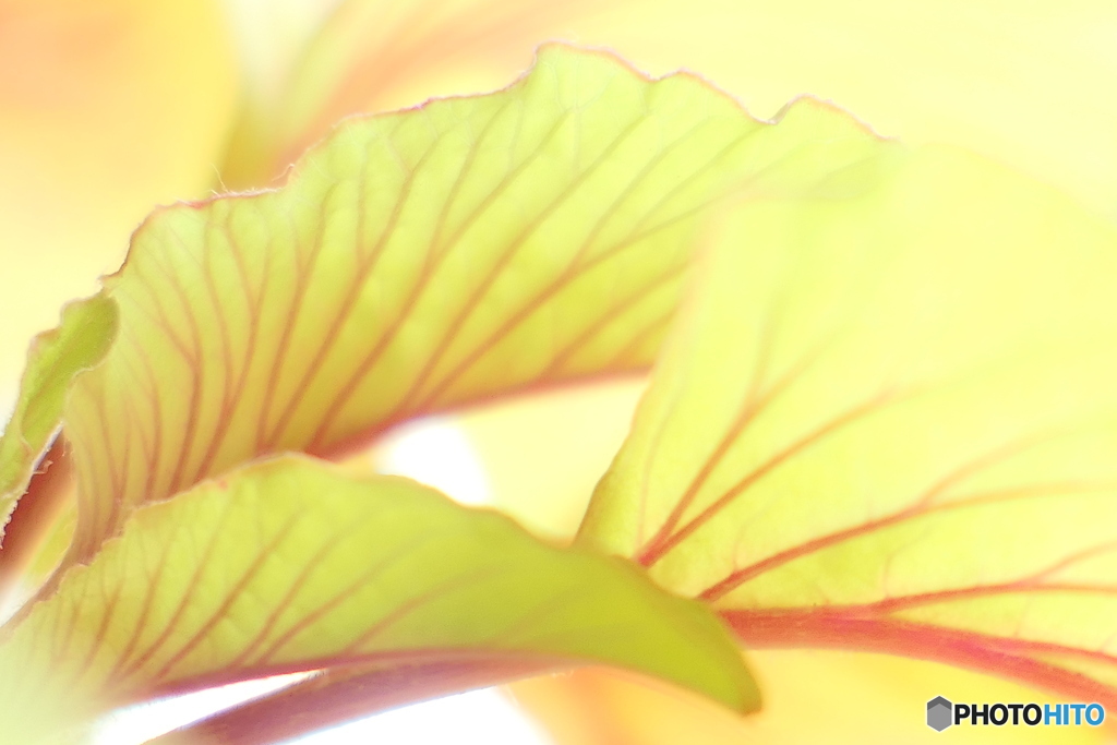 Leafー１