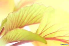 Leafー１