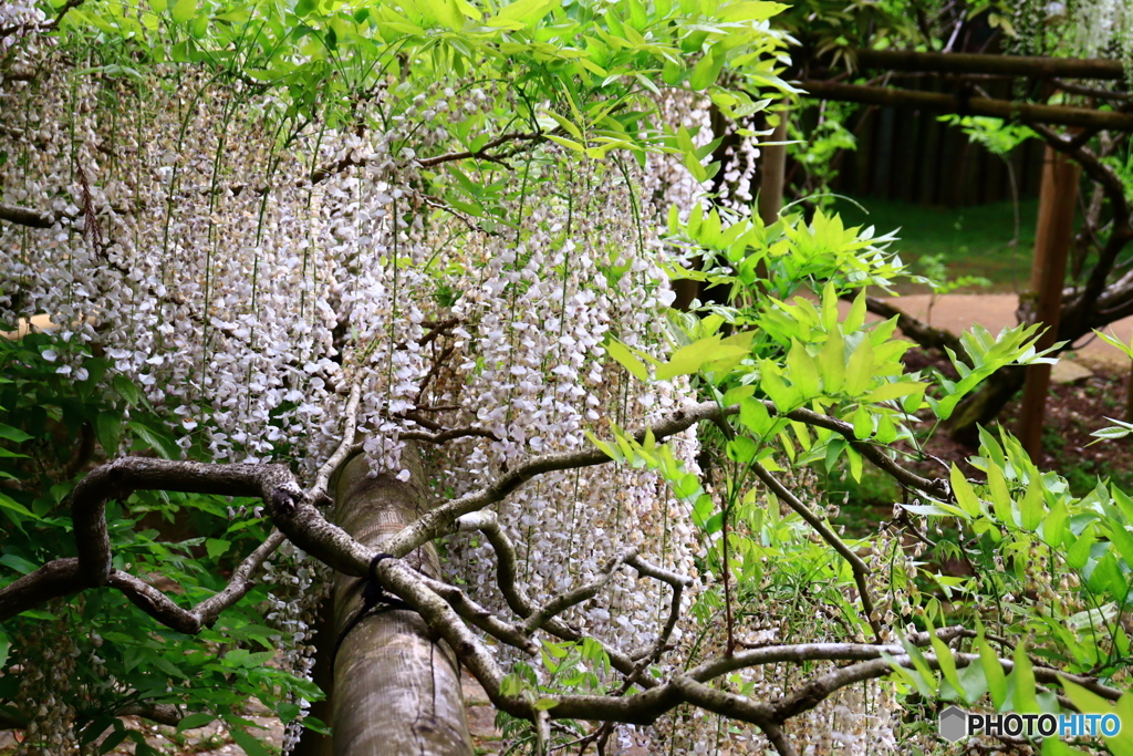 萬葉植物園の藤　７