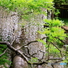 萬葉植物園の藤　７