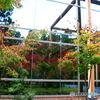 鏡に映る紅葉