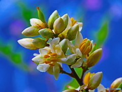 南天の花ー２