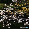 侍JPN世界一おめでとう！