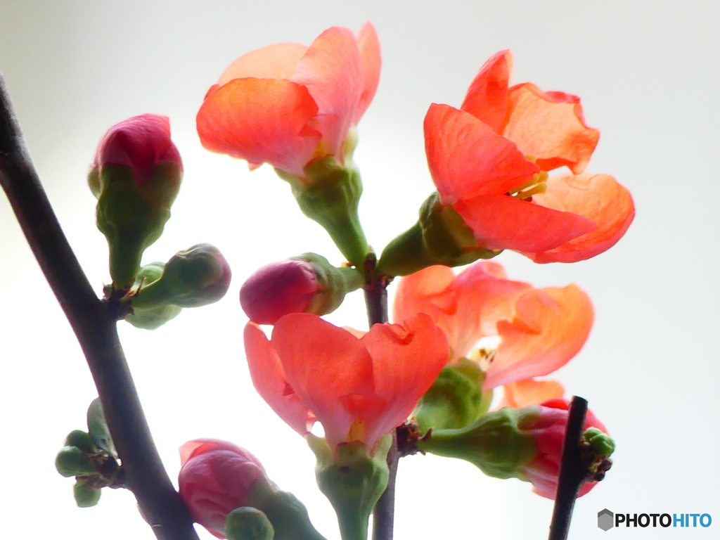ボケの花ー１