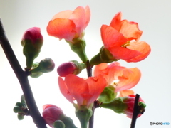 ボケの花ー１