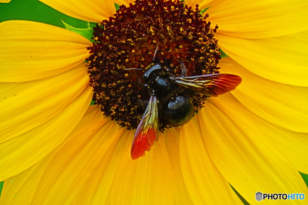 向日葵に蜂