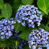 おたふく紫陽花　２
