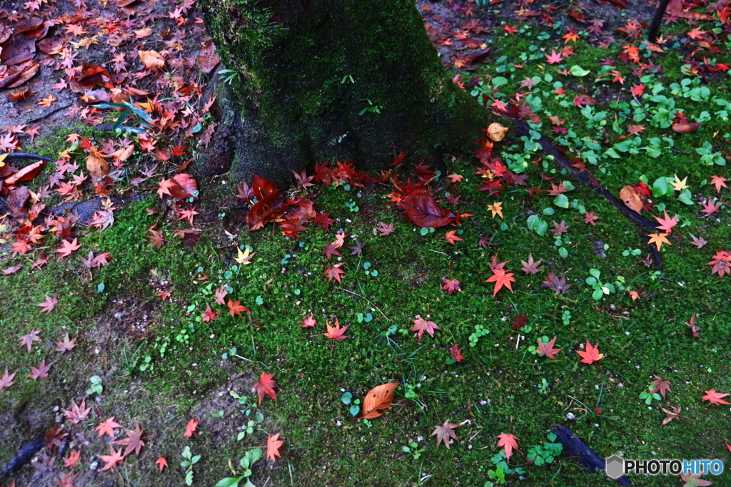 岡寺の紅葉ー１０