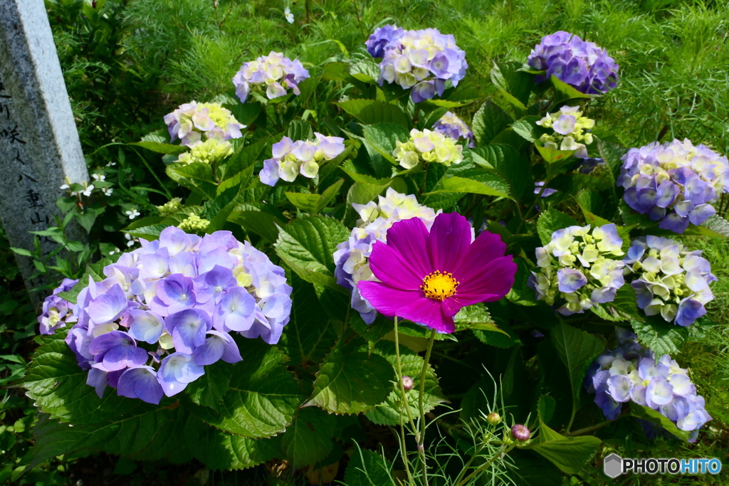 紫陽花と秋桜