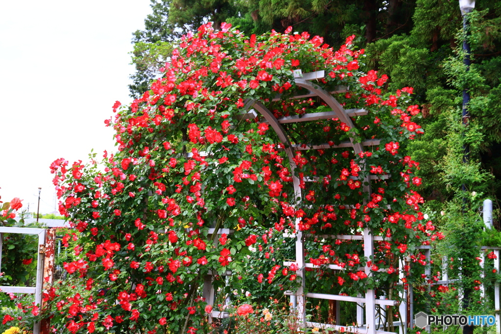 薔薇の寺　８