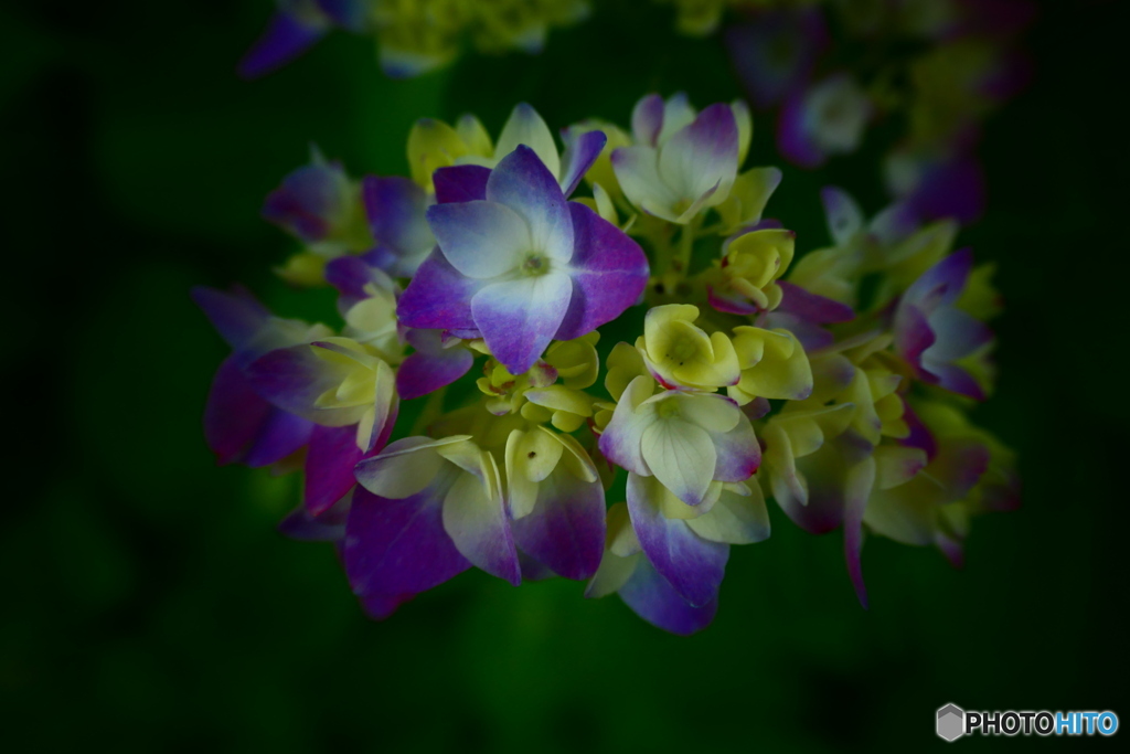 紫陽花色づき始めー２