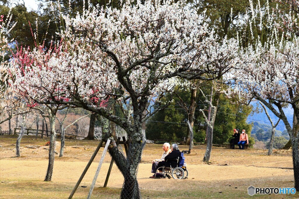 奈良公園で梅見・・・