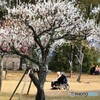 奈良公園で梅見・・・