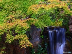 青紅葉と小さな滝