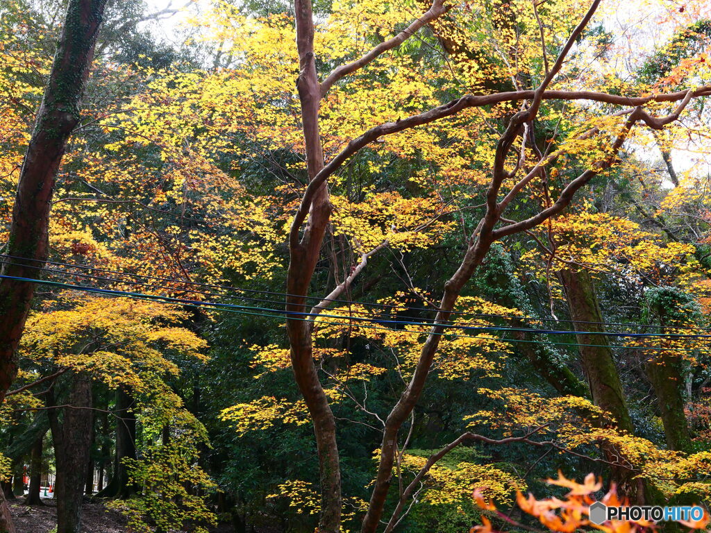 水谷茶屋の紅葉-2