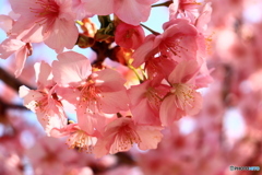 河津桜満開ー１
