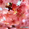 河津桜満開ー１
