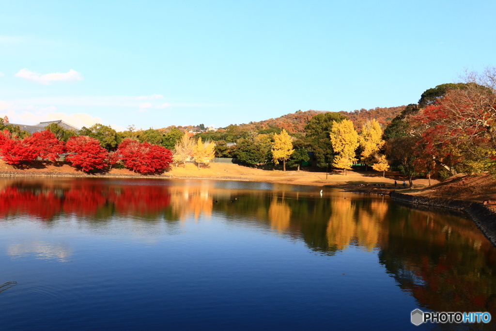大仏池の紅葉　２