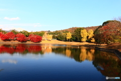 大仏池の紅葉　２