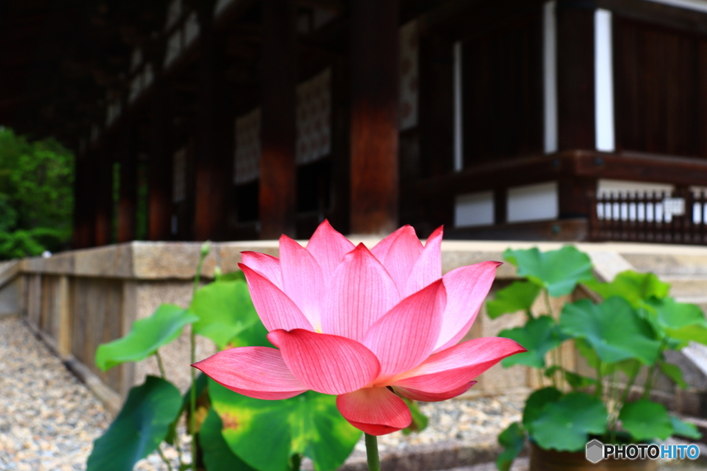 唐招提寺の蓮　２