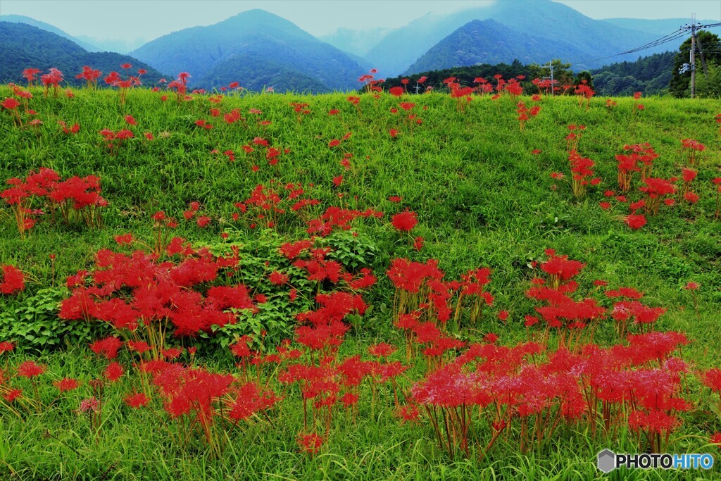 彼岸花の季節ー７