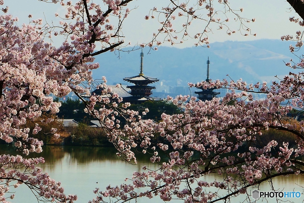 西ノ京の桜風景
