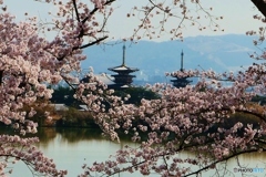 西ノ京の桜風景