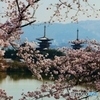 西ノ京の桜風景