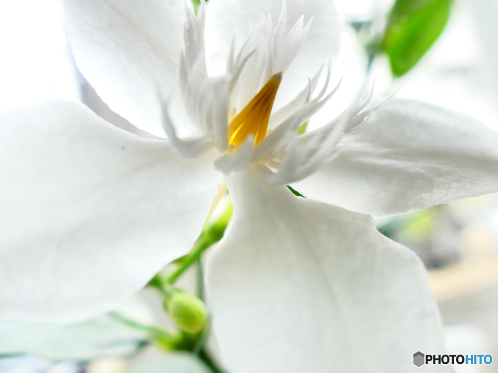 flowerー３