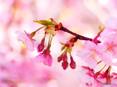 河津桜ー３