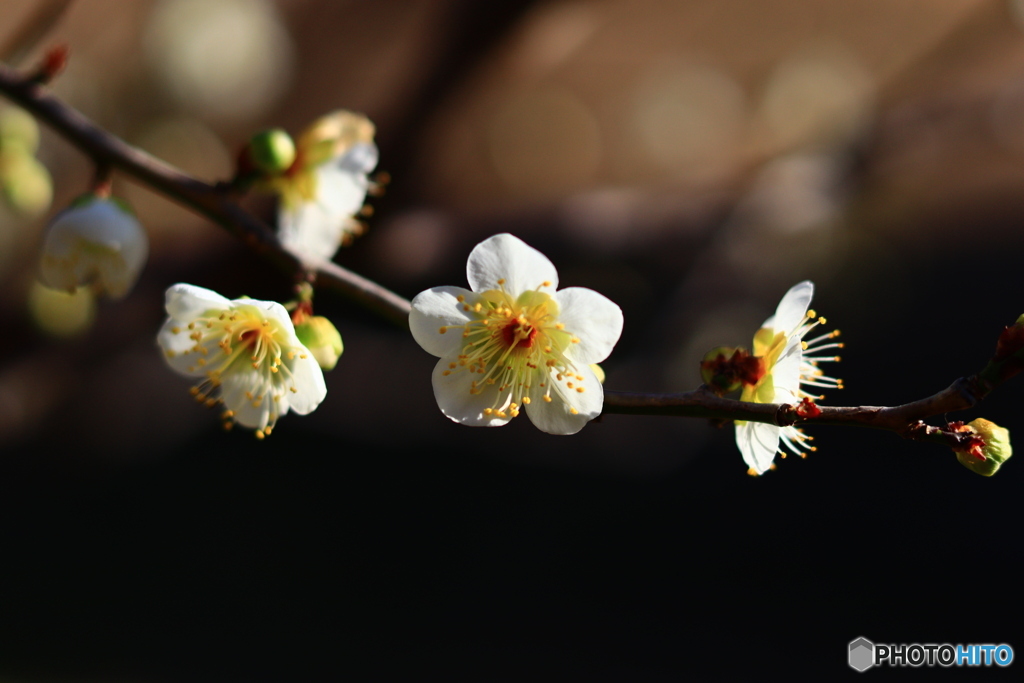 梅便り―６　緑萼梅