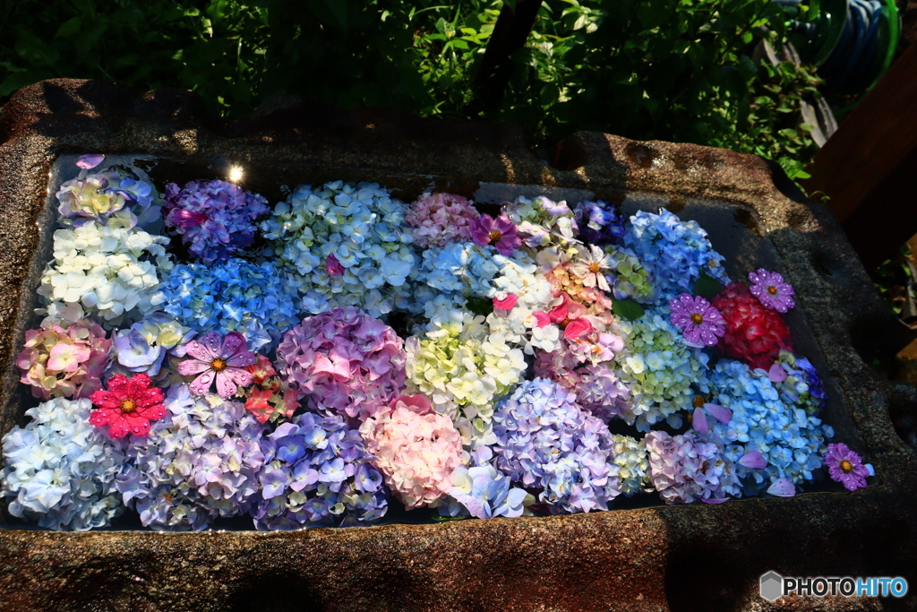 般若寺の紫陽花と秋桜　３