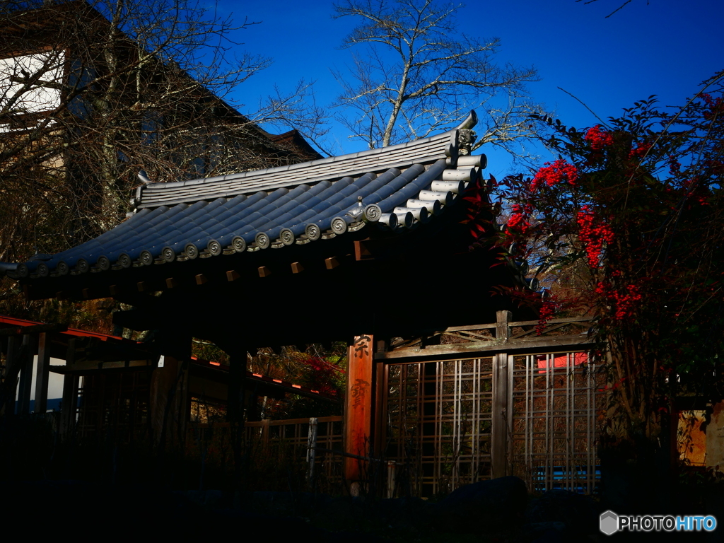 冬の長谷寺ー４　南天