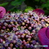 紫陽花の花