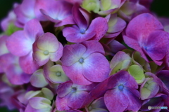 ピンクな紫陽花