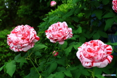 赤と白のバラ